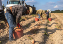 Jornaleros migrantes transforman las condiciones de trabajo en EE.UU.