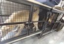 RESCATAN PERROS, GATOS, CONEJOS Y AVES, EN CONDICIONES DE MALTRATO ANIMAL