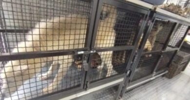 RESCATAN PERROS, GATOS, CONEJOS Y AVES, EN CONDICIONES DE MALTRATO ANIMAL