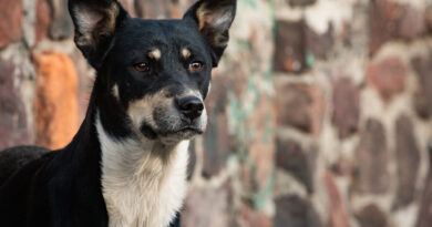 Impulsa Congreso mexiquense cuidado y bienestar animal