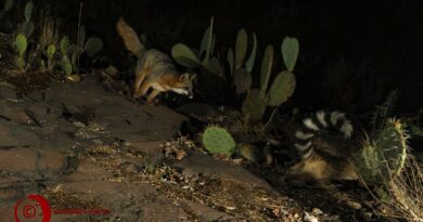 Encuentro inesperado: zorro gris y cacomixtle forman alianza en Ciudad Universitaria de la UAEMéx