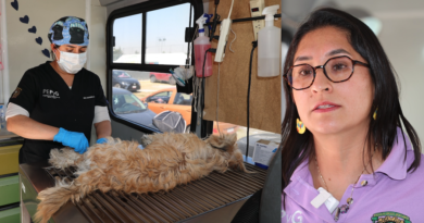 Esterilización animal, estrategia clave para enfrentar la sobrepoblación de perros y gatos