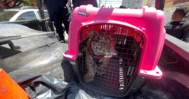 En Ecatepec, rescatan a cachorro de tigre de vivienda en Villas de Guadalupe Xalostoc