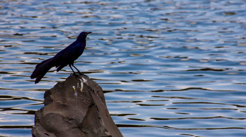 NUESTRO PATRIMONIO NATURAL: LA INMENSA VIRTUD DE LA VIDA CAMPESTRE