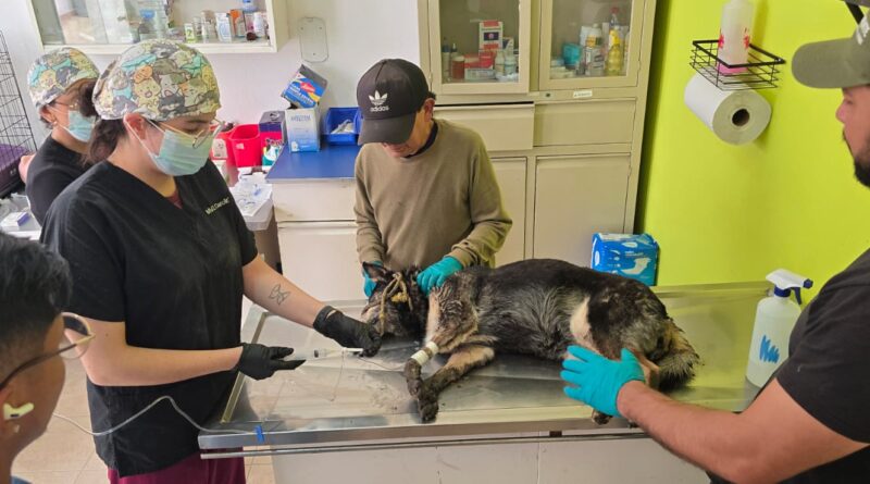 Responden toluqueños al llamado de Ricardo Moreno y apoyan función de lucha libre en favor de michis y lomitos