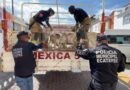 Ecatepec, más de 700 animales son rescatados, los tenían hacinados