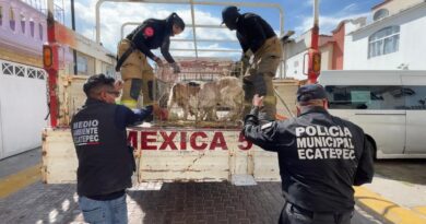 Ecatepec, más de 700 animales son rescatados, los tenían hacinados