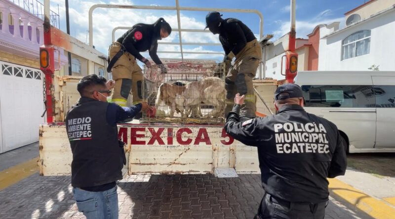 Ecatepec, más de 700 animales son rescatados, los tenían hacinados