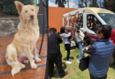 UAEMéx rescata a “Mantequilla”, una perrita en Ciudad Universitaria