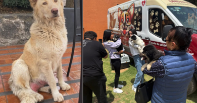 UAEMéx rescata a “Mantequilla”, una perrita en Ciudad Universitaria