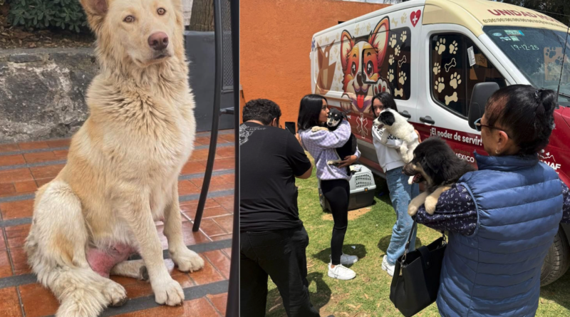 UAEMéx rescata a “Mantequilla”, una perrita en Ciudad Universitaria