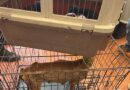 Investigan maltrato animal en veterinaria de Ciudad Azteca