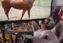 “Conexión Animal” nueva propuesta de Mexiquense TV para mejorar nuestra relación interespecies