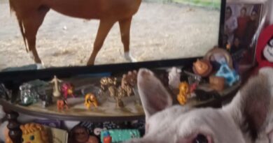 “Conexión Animal” nueva propuesta de Mexiquense TV para mejorar nuestra relación interespecies