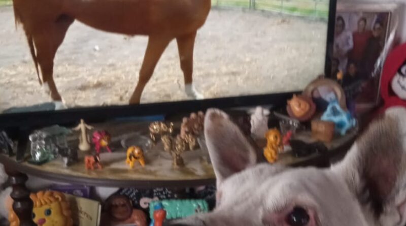 “Conexión Animal” nueva propuesta de Mexiquense TV para mejorar nuestra relación interespecies