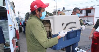 ¡En Edoméx, alto al maltrato de seres sintientes!