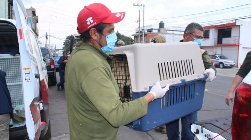 ¡En Edoméx, alto al maltrato de seres sintientes!