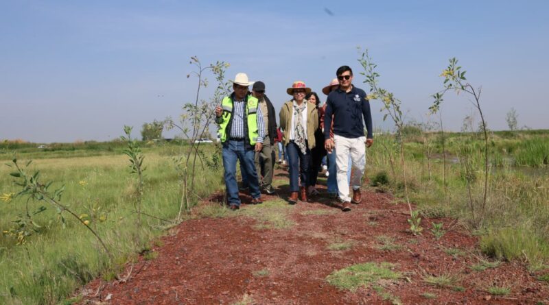 Azucena Cisneros avanza en el rescate de El Caracol: 800 hectáreas en recuperación y 100 ya inundadas para sanear el pulmón ecológico de Ecatepec