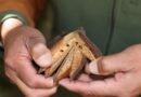 UAEMéx, referente nacional en la conservación del Árbol de las Manitas