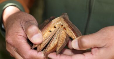 UAEMéx, referente nacional en la conservación del Árbol de las Manitas