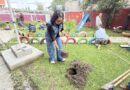 En Toluca arbolado urbano, recuperación de pulmones verdes en la ciudad